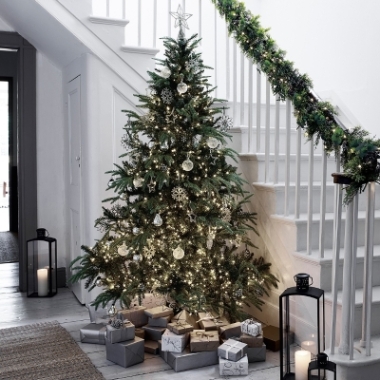 Deluxe Premium British Christmas Tree December Select & Chose Delivery