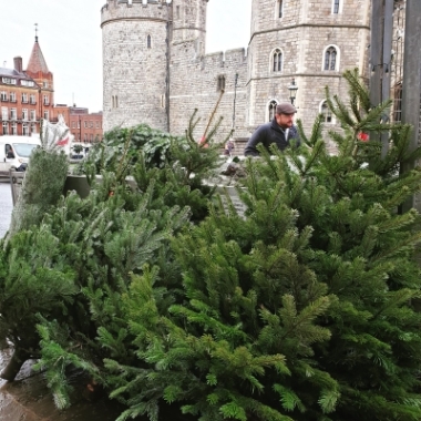 Deluxe Nordmann Fir Christmas Tree Express Drop Off 28th November